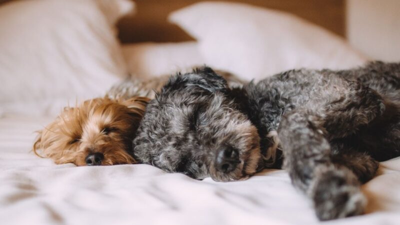 Which Qualities Should You Look for in a Dog Bed?